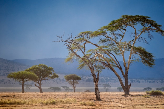 Premium Photo | Landscape of serengeti national park, serengeti, tanzania