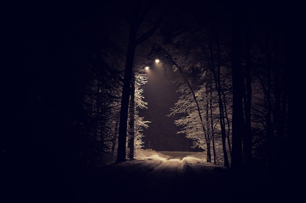 Landscape of spooky winter forest covered by snow | Premium Photo