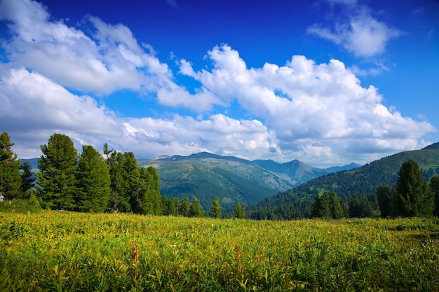 Landscape with forest mountains Photo | Free Download