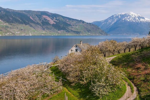 山のある風景します ノルウェーのフィヨルドの村 無料の写真