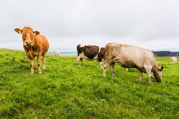 Premium Photo | Landscapes of ireland. cows grazing near cliffs of moher