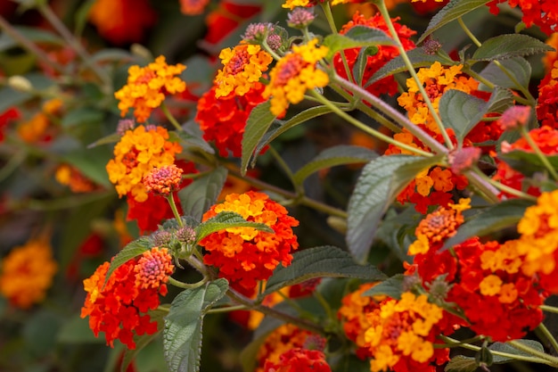 Premium Photo | Lantana camara flower