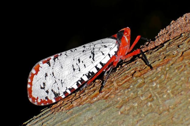 are lantern bugs harmful to humans