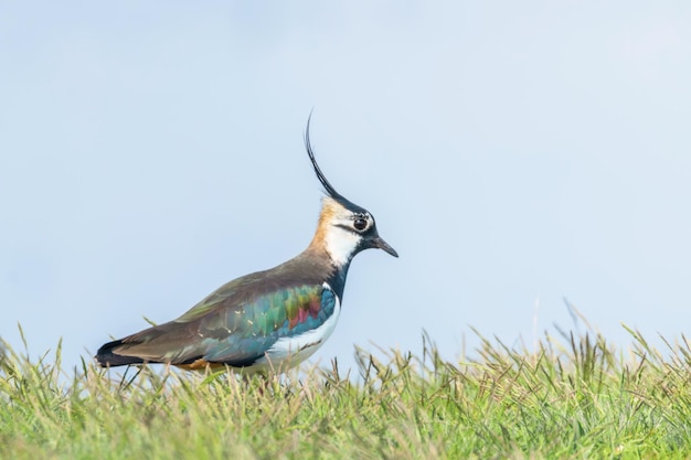 Premium Photo | Lapwing, northern lapwing in the grass (vanellus ...