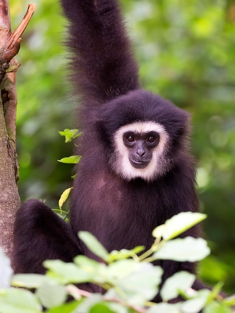 Premium Photo | Lar gibbon a portrait