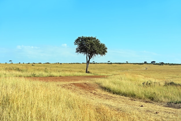 東アフリカの開いたサバンナ平原にある大きなアカシアの木 プレミアム写真
