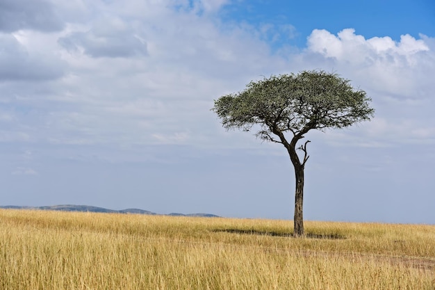 Premium Photo | Large acacia tree in the open savanna plains of east africa