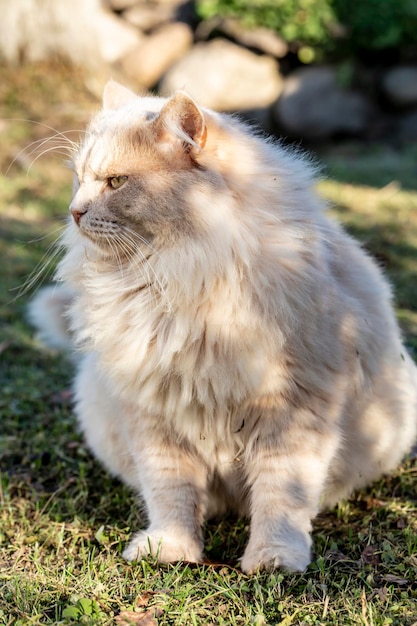 Premium Photo | A large beautiful serious peachcolored cat sits on a ...