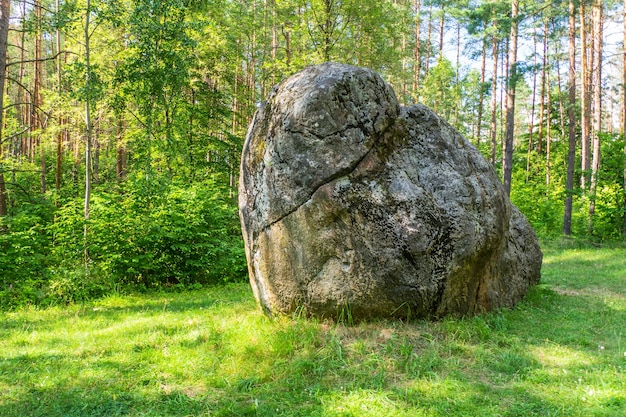 Лес Большие Фото