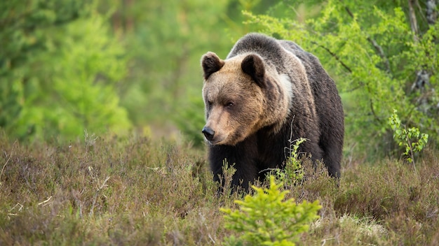 Premium Photo | Large brown bear approaching on a moorland from front ...