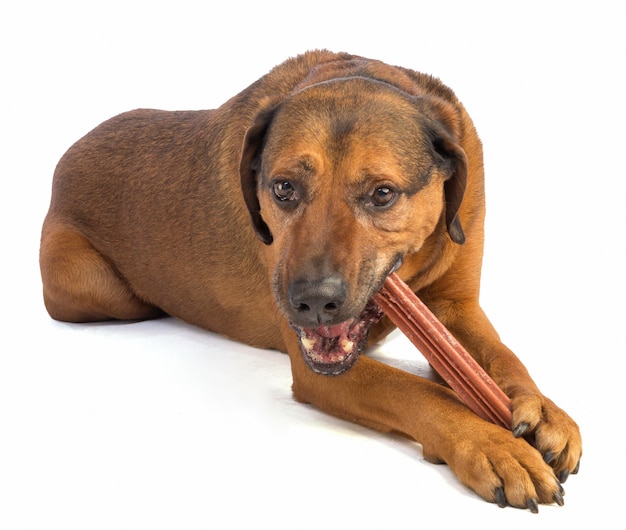 Large Brown Dog With Short Hair Eating A Stick To Chew Photo