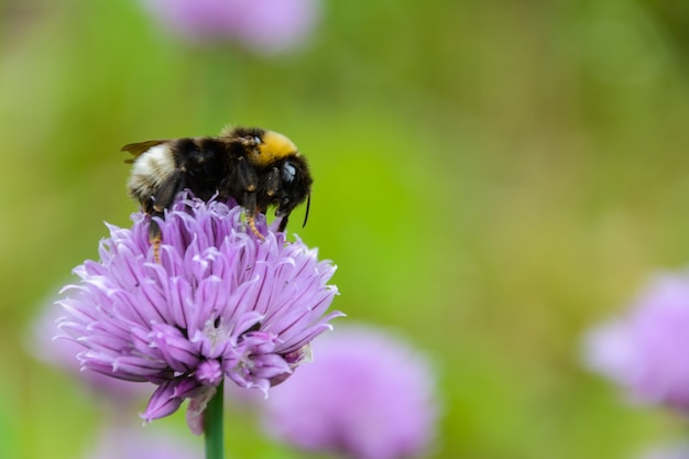 大きなふわふわマルハナバチ Bombus Terrestris がクローズアップ 紫色の チャイブ の花 または野生のチャイブ 開花タマネギのニラ チャイブ シュニットラウフ を汚染するバンブルビーの背景 プレミアム写真