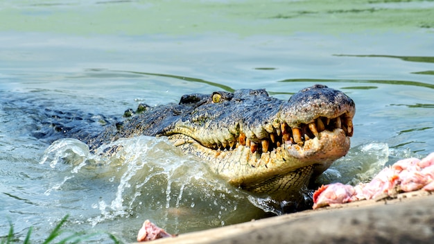 Premium Photo Large Freshwater Crocodile Eating Food