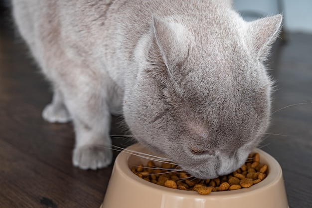 large cat bowl