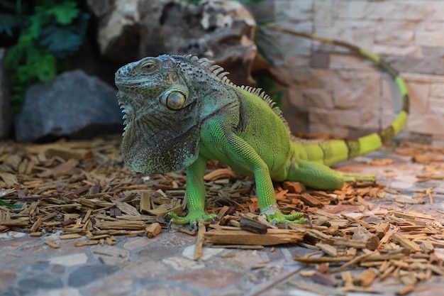 Premium Photo | The large green iguana squints its eyes with a long tail