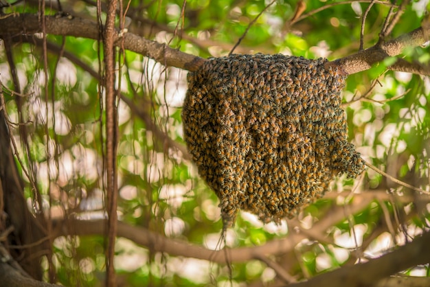 Premium Photo | Large honeycomb on the tree in tropical rain forest.