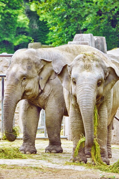 Premium Photo | Large indian elephants its natural habitat.