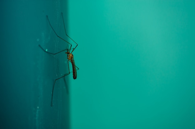 Premium Photo | A large mosquito on blue