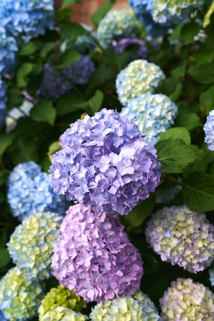 Premium Photo | Large multicolored flowers on a hydrangea bush closeup