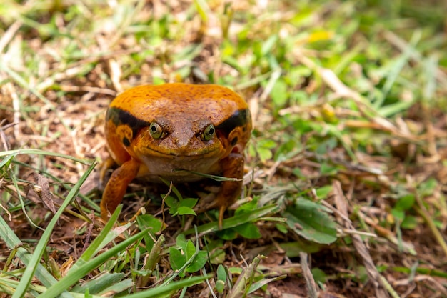 大きなオレンジ色のカエルが草の中に座っています プレミアム写真