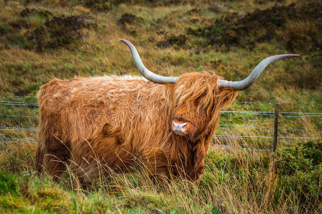 highland cattle colors