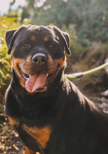 Premium Photo | Large specimen of american line rottweiler