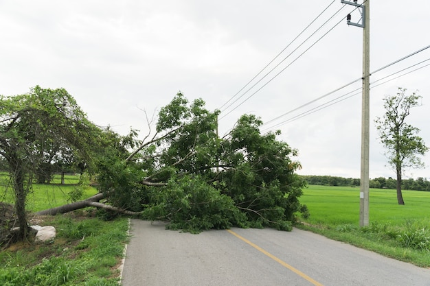 A large tree fell due to cyclones and block the road 