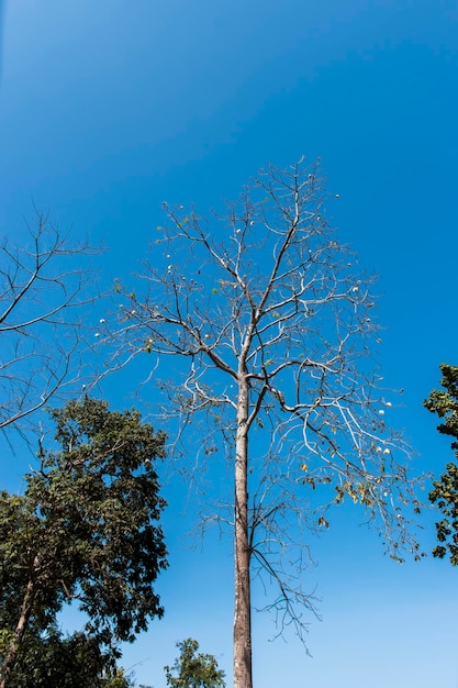 Premium Photo | A large tree with only branches without leaves.