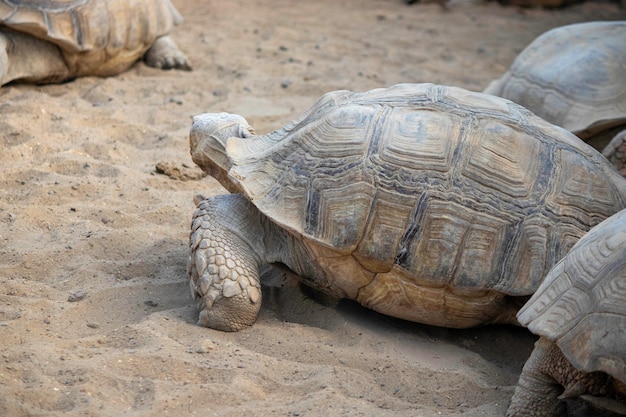 Premium Photo | A large turtle crawling on the sand in an aviary