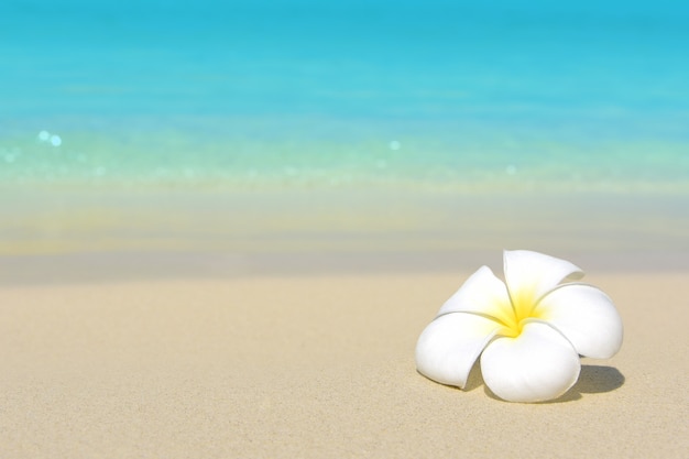 Premium Photo | Large white plumeria flower on the smooth beach sand ...