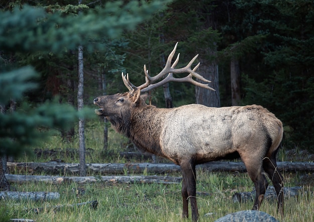 Premium Photo | Largest elk with horns bugling herd in forest