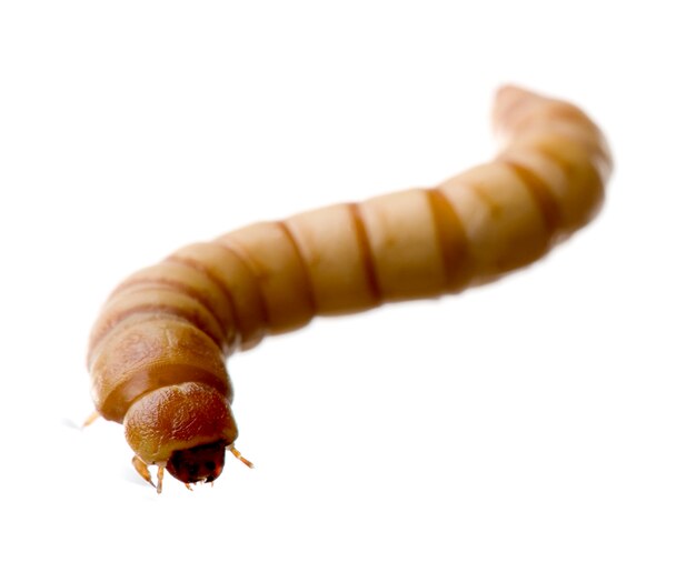 Premium Photo Larva Of Mealworm Tenebrio Molitor On A White Isolated