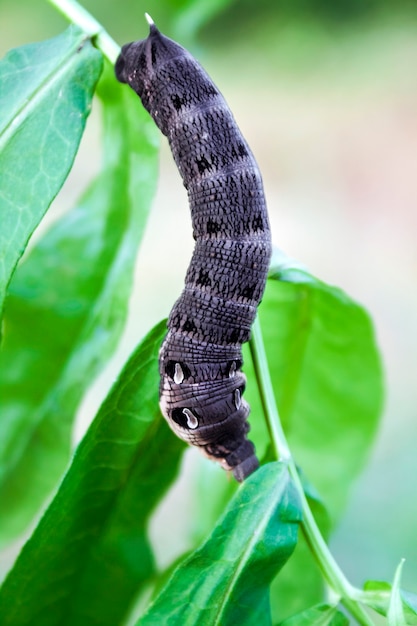 ぼやけた緑の表面の緑の枝にベニスズメ Deilephila Elpenor の幼虫 プレミアム写真