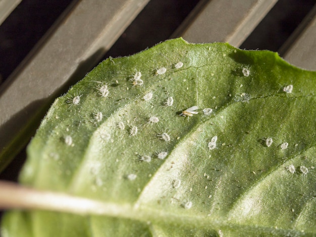 Premium Photo | Larvae of the whitefly on the leaf of a rose. macro image.