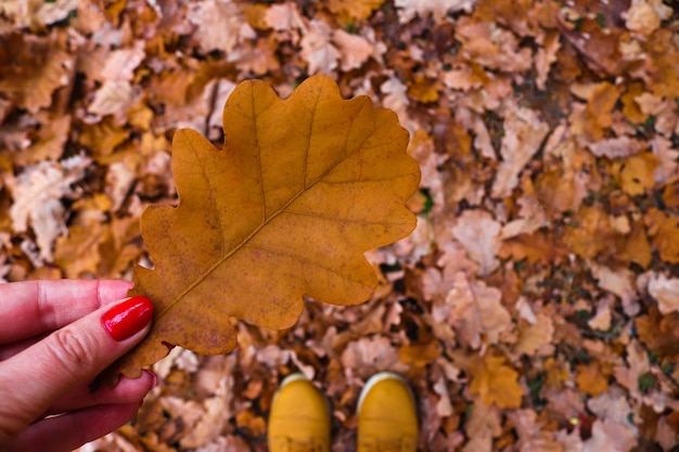 Осенний Дубовый Лист Фото