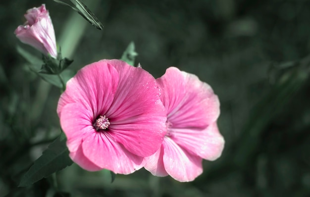 Premium Photo Lavatera Flowers Are Flowering Plants In The Malvaceae Family