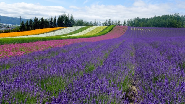 Premium Photo Lavender And Another Flower Field In Hokkaido Japan Nature Background