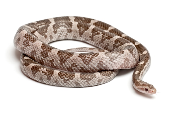 Premium Photo | Lavender corn snake or red rat snake pantherophis ...