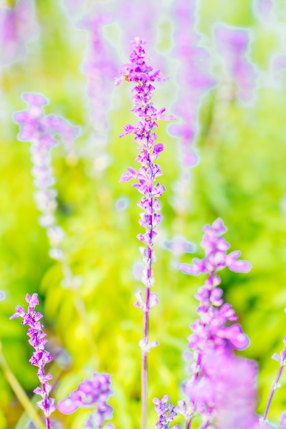 Lavender flower Free Photo