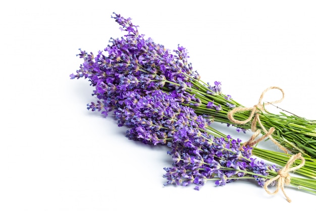 Premium Photo | Lavender flowers on white