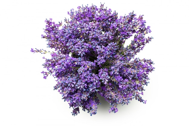 Premium Photo | Lavender flowers on white