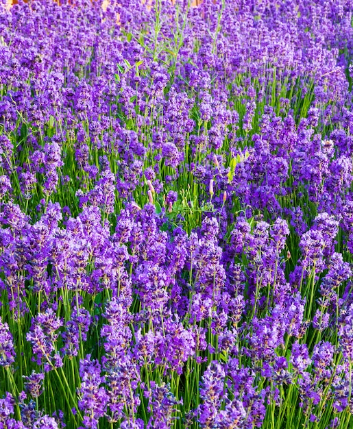 ラベンダー 貴重な観賞用植物 ライラックの花 青みがかった青で野生 香りとおいしい香水 プレミアム写真