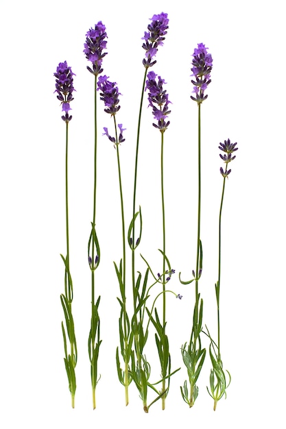 Premium Photo | Lavender stem isolated on white background