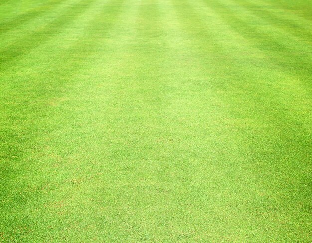 Premium Photo | Lawn of stadium