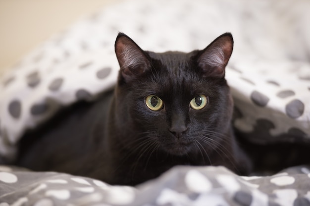 Premium Photo | Lazy big black cat laying on bed