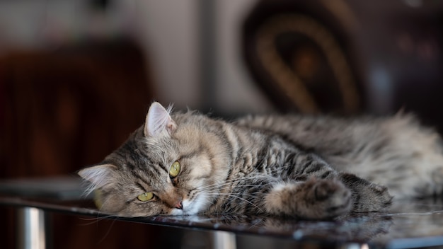 テーブルガラスの上に横たわるとカメラを見て怠惰な猫 プレミアム写真