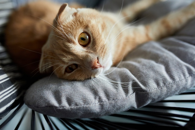 Premium Photo | Lazy tabby ginger cat relaxing on pillow placed on soft ...