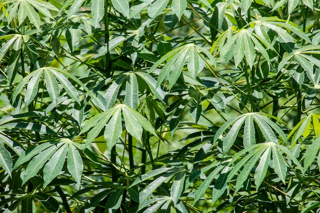 Premium Photo | Leaf of cassava, also called manioc, yuca, balinghoy ...