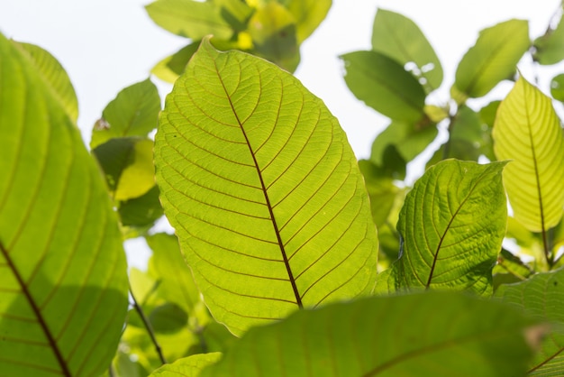 Leaf of mitragyna speciosa korth (kratom) a drug from plant Premium Photo