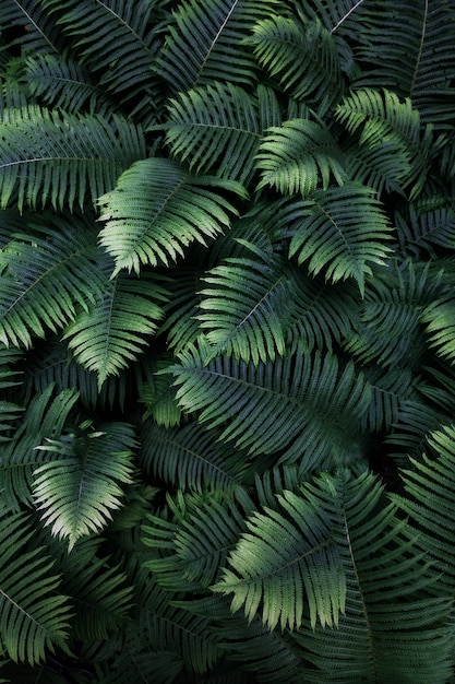 Premium Photo | Leafs fern tropical top view nature